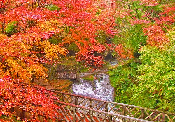 王林りんご2個と柿3個お土産付♫ 錦秋の山中渓谷紅葉さんぽと長田の大イチョウと松茸 うなぎ 柳川和牛 贅沢味覚の三饗宴1